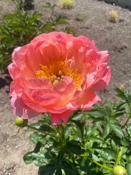 Cover photo of Ebb and Flow Counseling